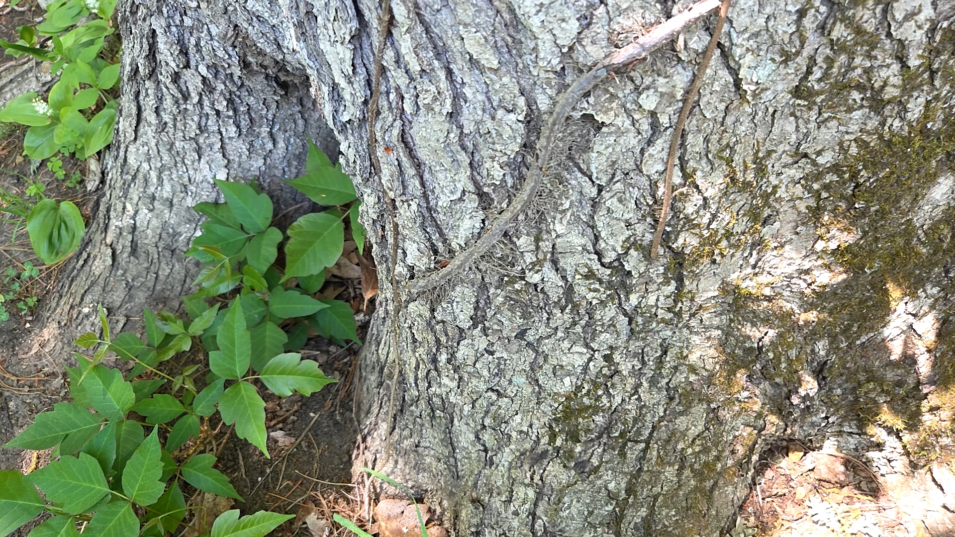 How to Get Rid of Poison Ivy: Identification, Removal, and Prevention