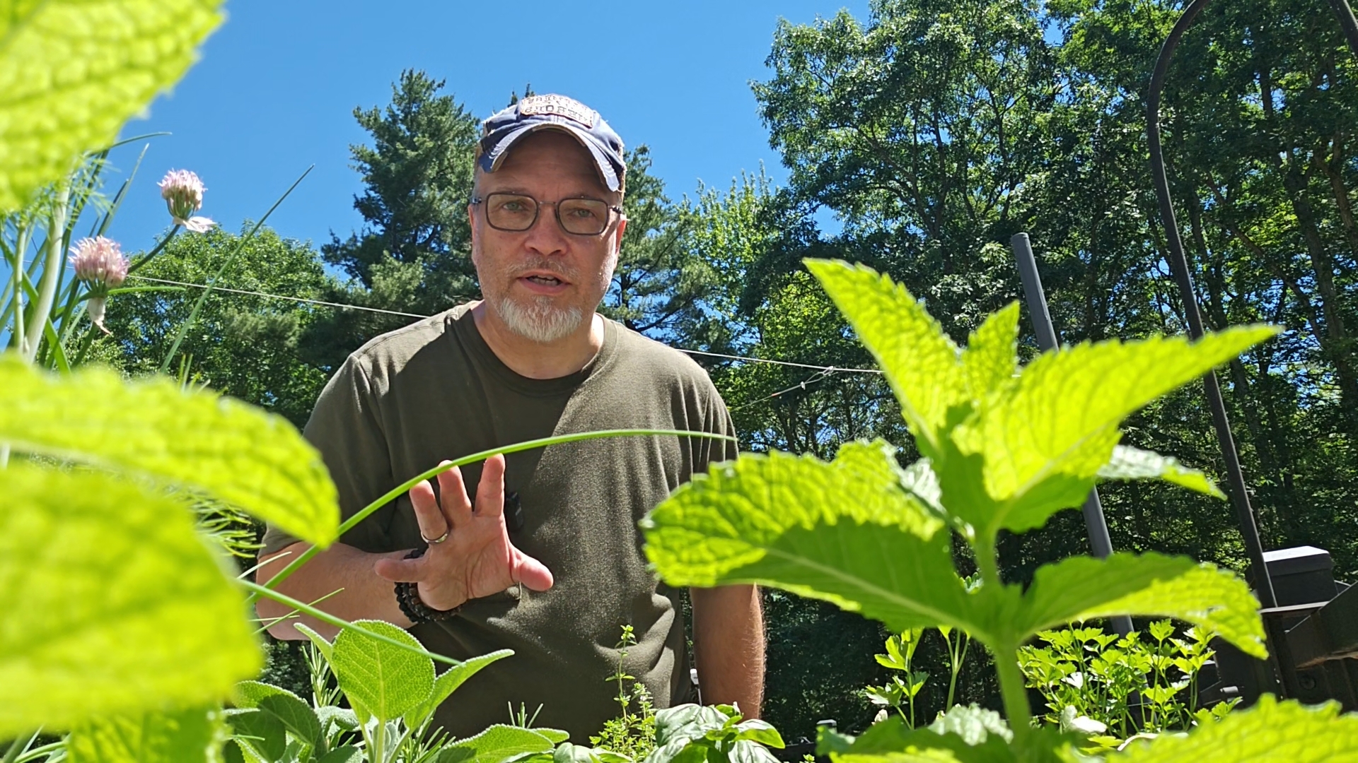 How to Get Rid of Invasive Plants (And What "Invasive" Actually Means)