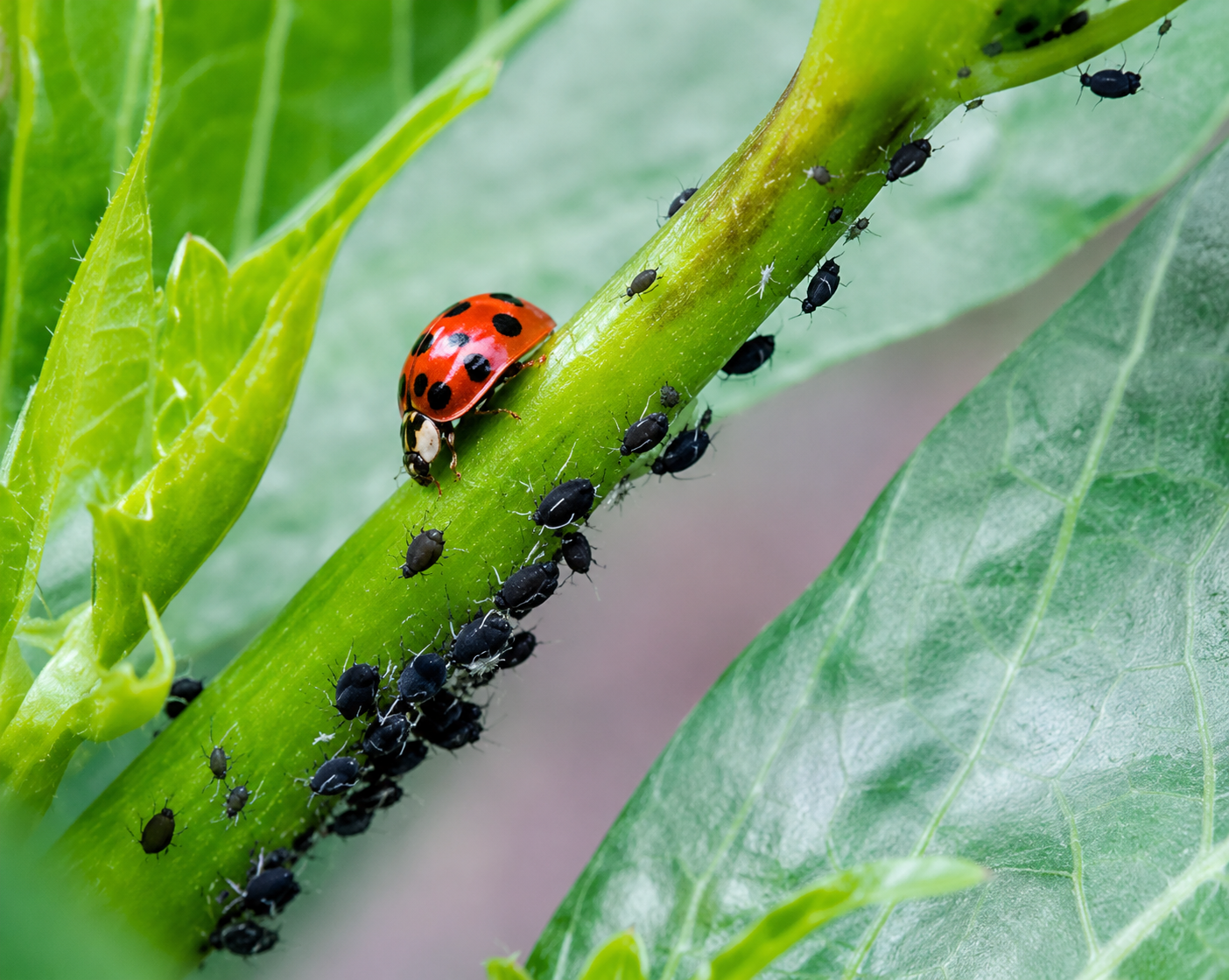 The Unsung Heroes: 12 Beneficial Insects Every New England Gardener Should Know