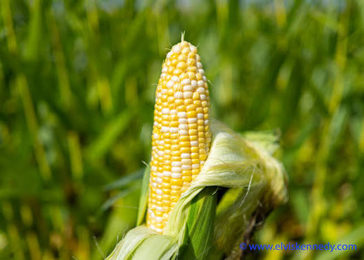 Growing Sweet Corn in New England: Everything You Need to Know for a Real Harvest