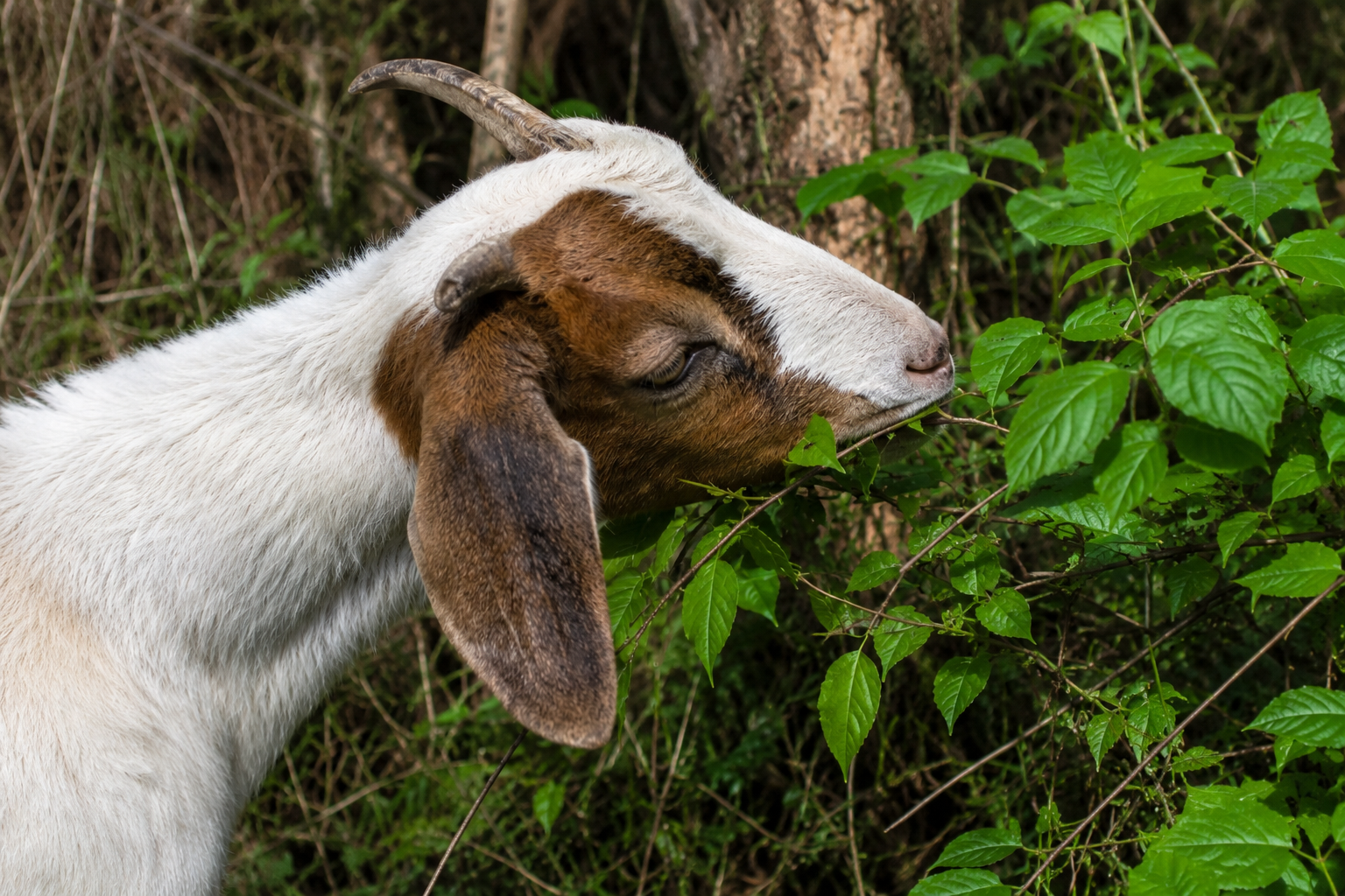 Why Goats Are Not the Poison Ivy Solution You Think They Are
