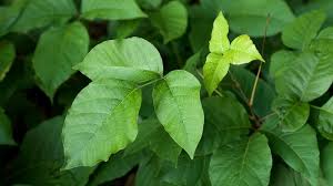 Why Glyphosate and Triclopyr Aren't the Poison Ivy Fix You're Hoping For
