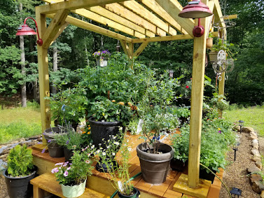 Mike's garden