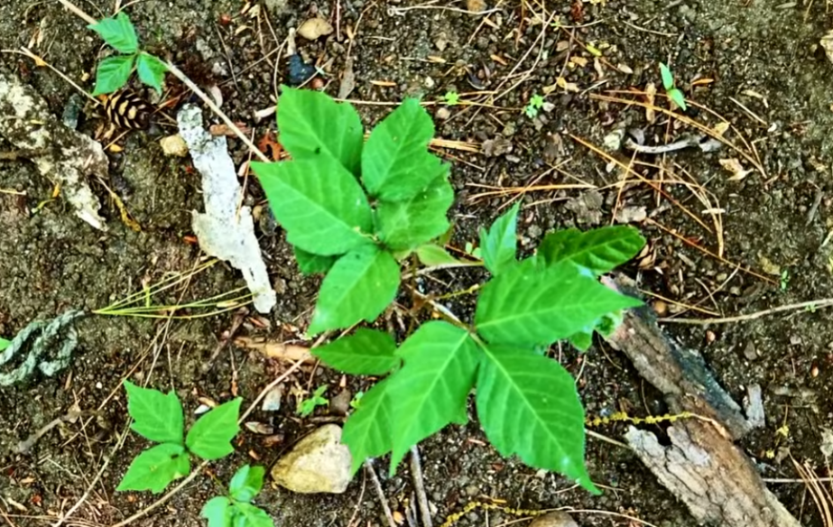 poisonivy